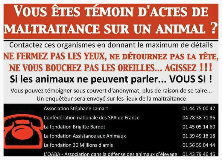 SOS Animaux en danger