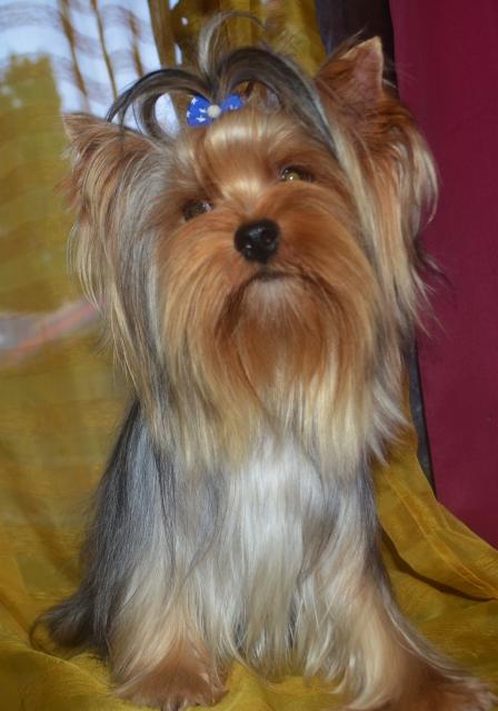 Vanina
