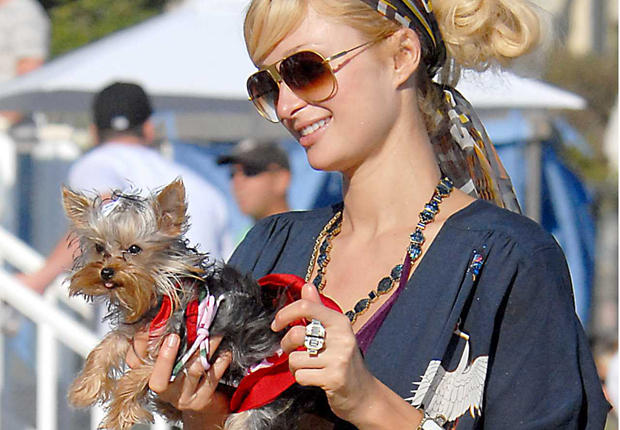 Paris Hilton et son petit York